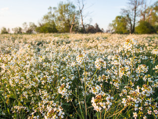 Łany białych kwiatów na wiosennej łące