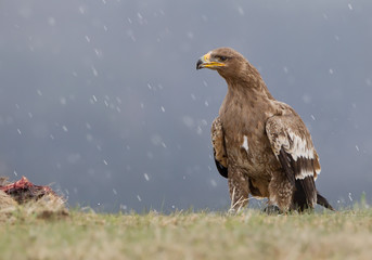Steppe eagle siting close to prey with clean background