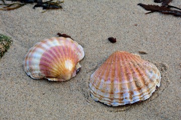 Coquilles Saint-Jacques sur le sable d'une plage bretonne