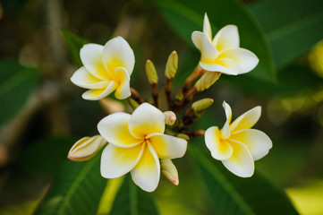 Fototapeta na wymiar White and yellow Plumeria frangipani flowers on bright sunlight.
