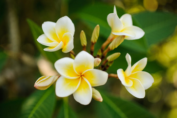 White and yellow Plumeria frangipani flowers  on bright sunlight.