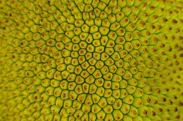 Jackfruit peel a small button consecutive yellowish green.