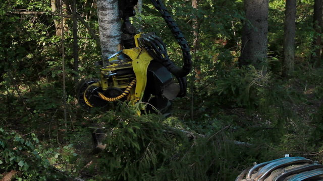 Harvester working in a forest