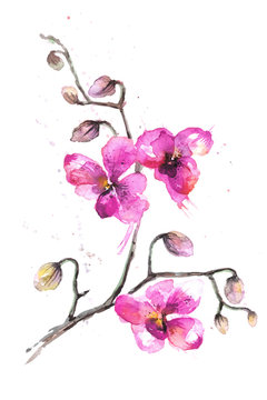 Watercolor hand-drawn orchid flowers