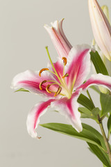 Pink lily flower in bloom on a grey background