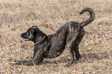 Half bred  brindle boxer portrait  with red anti ticks collar on a neck playing