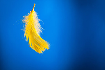 Yellow feather on blue background.