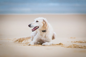 Saluki am Strand