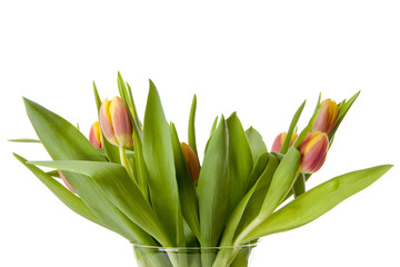 Colorful Dutch tulips in closeup