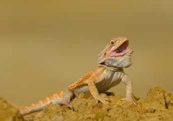 Central bearded dragon sitting on yellow rock with open mouth and clean yellow background
