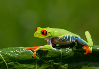 Fototapeta premium Red eye tree frog sitting on the banana leaf with clean green background