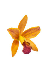Close-up of beautiful Orange or Yellow Orchid flower isolated on