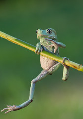 Waxy monkey frog hanging on the branch with clean green background