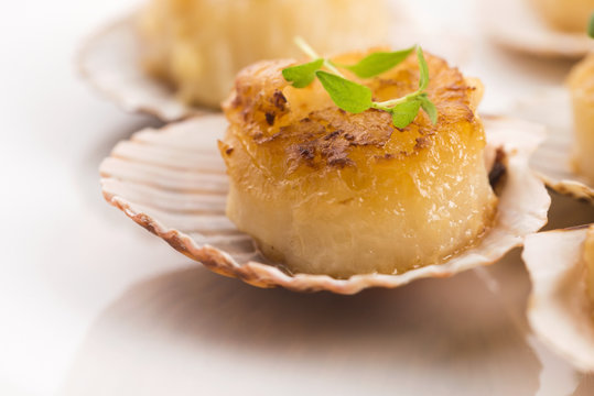 scallops