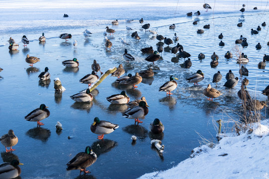viele Enten auf dem Eis