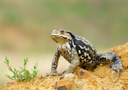 Asiatic toad sitting on the yellow rock in front of green grass, with green.yellow background