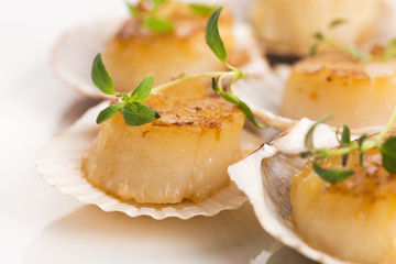 scallops