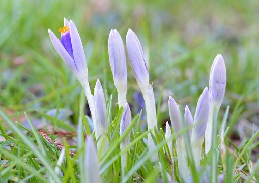 Hellblaue Krokusse