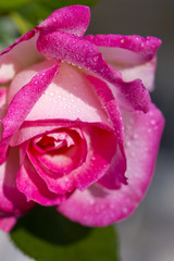 Beautiful pink rose in a garden.