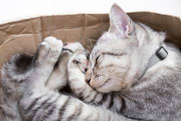 cat sleeping in a cardboard box