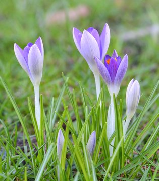 Hellblaue Krokusse