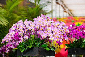 White orchid flowers on the tree