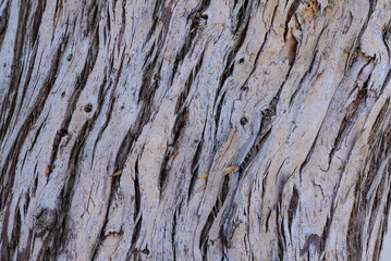 Beautiful tree bark texture in tropical forest.