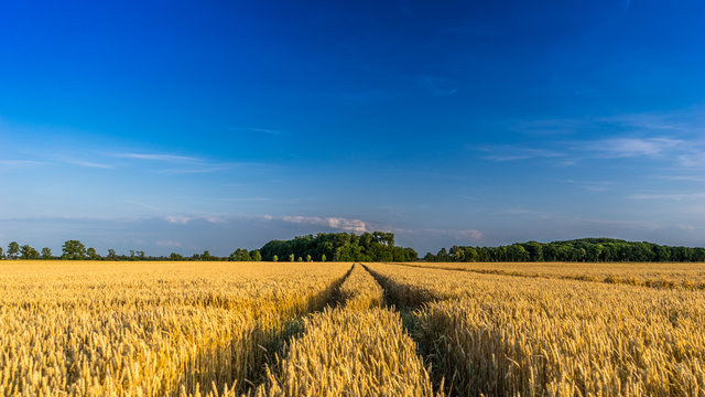 Grain Field © DZiegler