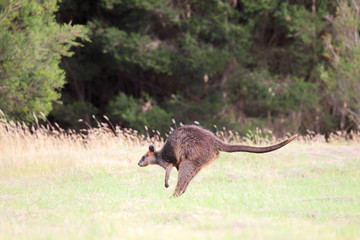 Sumpfwallaby (Wallabia bicolor)