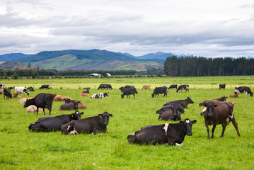 Cattle farm in New Zealand