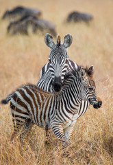 Fototapeta na wymiar Zebra with a baby. Kenya. Tanzania. National Park. Serengeti. Maasai Mara. An excellent illustration.