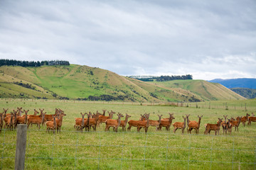 Deer Farming in New Zealand