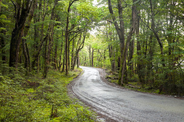 Obraz premium Winding gravel road through temperate rainforest at the South Island of New Zealand