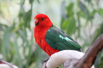 Königssittich (Alisterus scapularis)