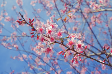 Wild himalayan cherry flower with filter effect retro vintage st