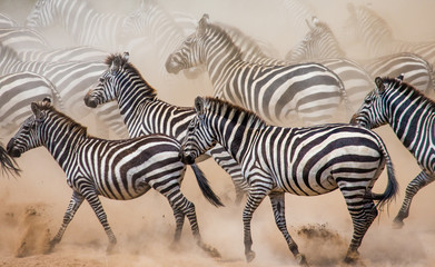 Naklejka na ściany i meble Group of zebras in the dust. Kenya. Tanzania. National Park. Serengeti. Maasai Mara. An excellent illustration.