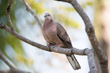 Rock dove perched on a tree branch with green leaves
