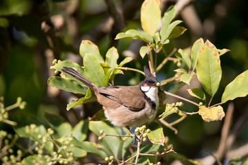 Red-whiskered Bulbul perched on a tree branch with green leaves
