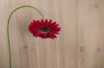 single bent down red gerbera flower on light wooden background