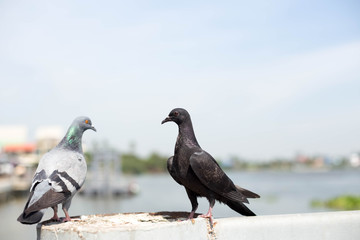 Two pigeons sitting on the bridge