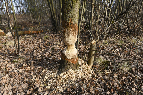 Beaver Tree Damage
