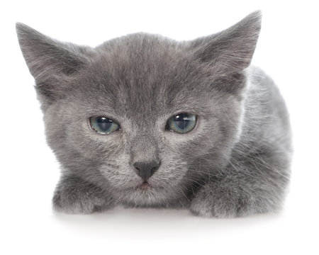 Frightened Gray Kitten Lay