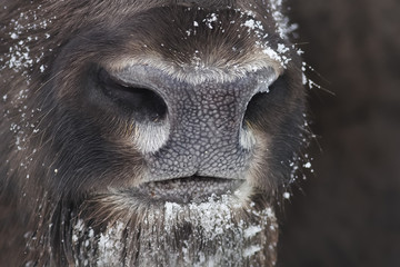nose bison close up © nataba
