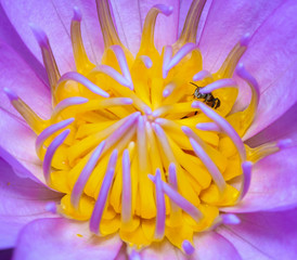 Obraz premium lotus pollen in the garden.