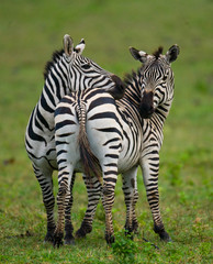 Fototapeta na wymiar Two zebras in the savanna. Kenya. Tanzania. National Park. Serengeti. Maasai Mara. An excellent illustration.