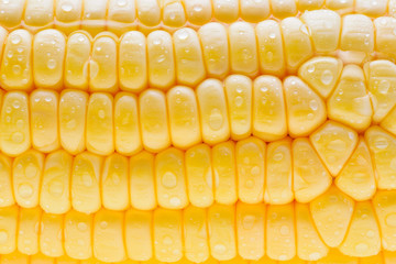 Fresh corn on cob with drops, closeup