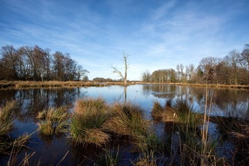 View on De Witt Lake