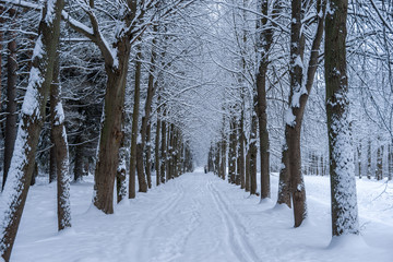 Alley in winter park