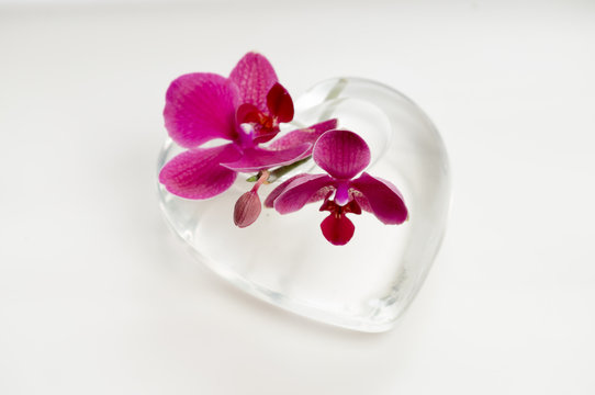 Pink phaleonopsis orchid in a heart shaped vase