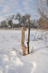 Protecting Fruit Trees from Animal Damage in Winter. 